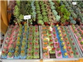 Flora art 2011